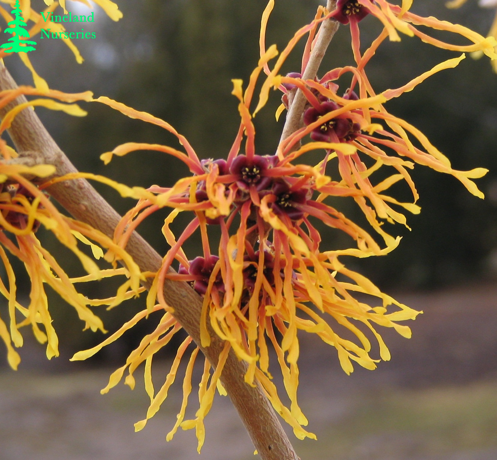 Hamamelis X Intermedia Jelena 3