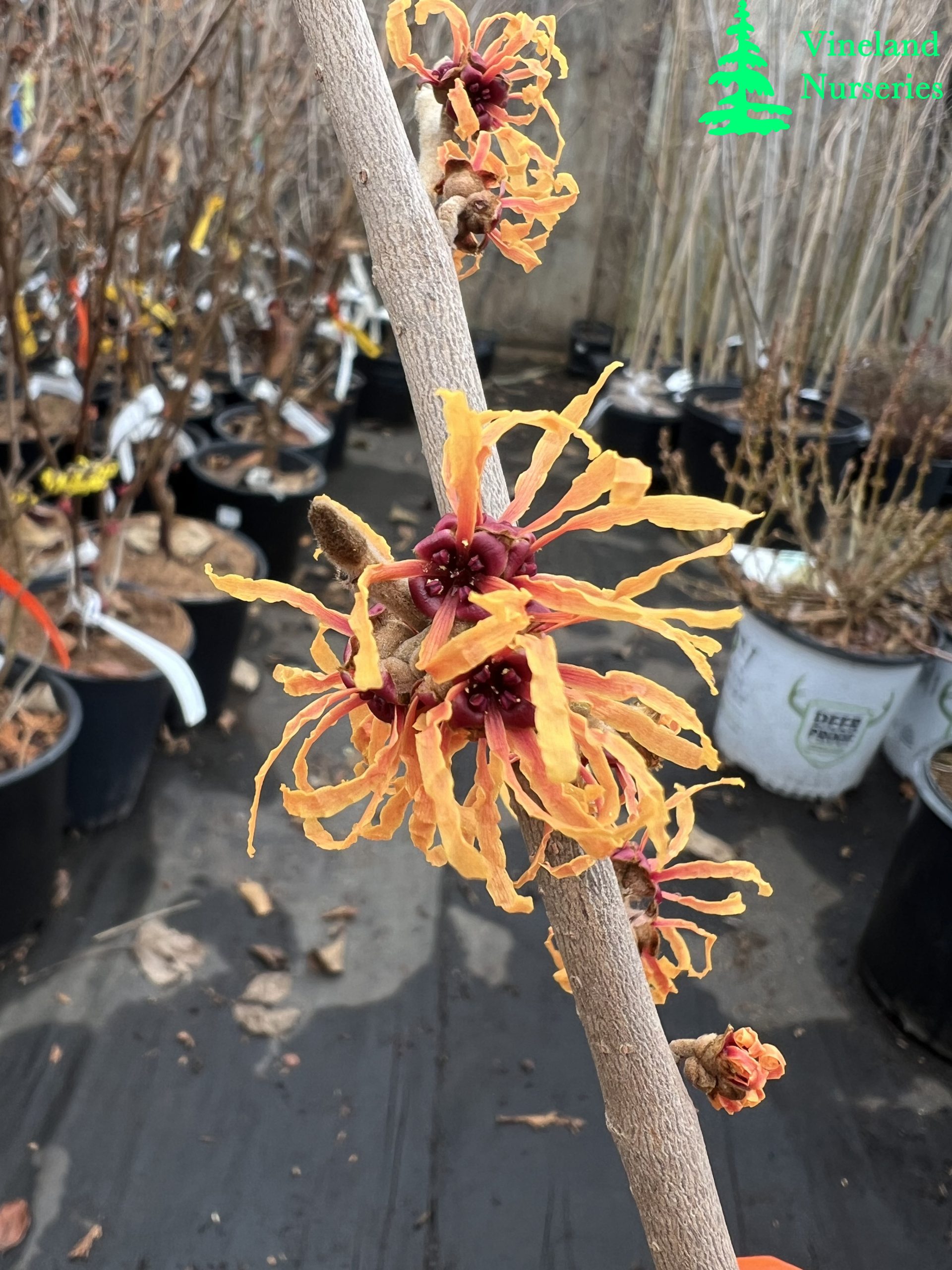 Hamamelis X Intermedia Orange Peel 2