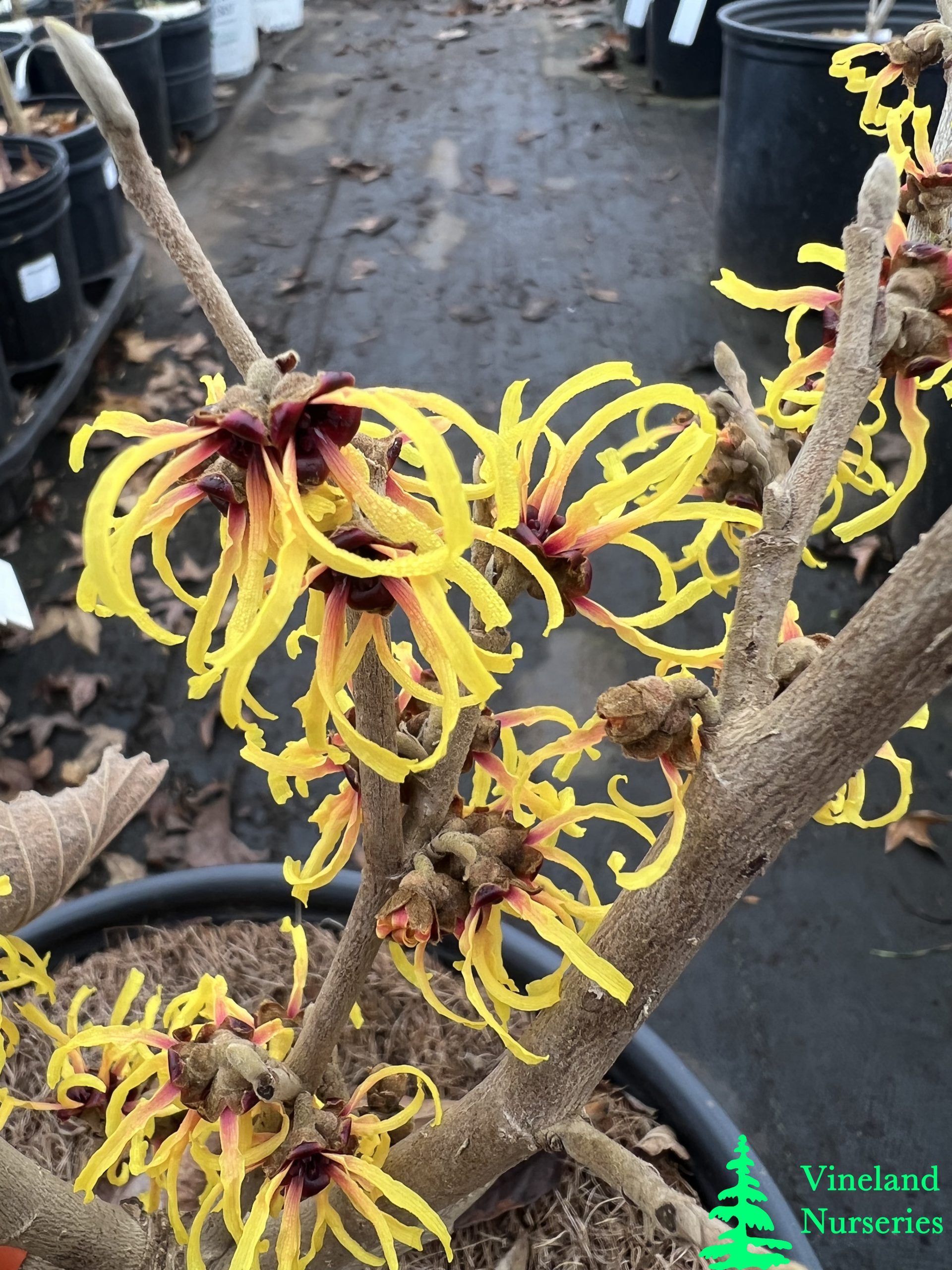 Hamamelis X Intermedia Primavera 1