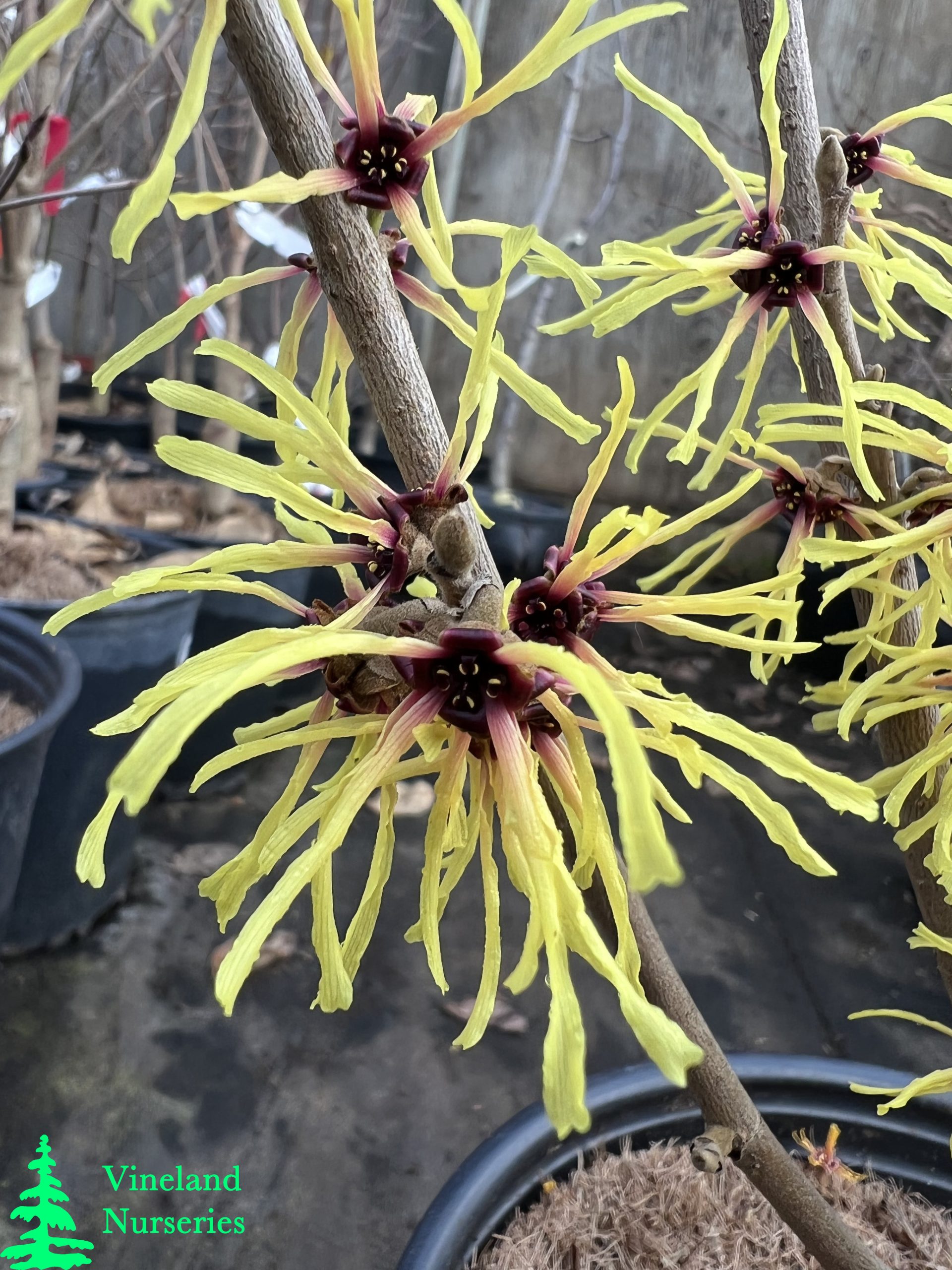 Hamamelis X Intermedia Primavera 3