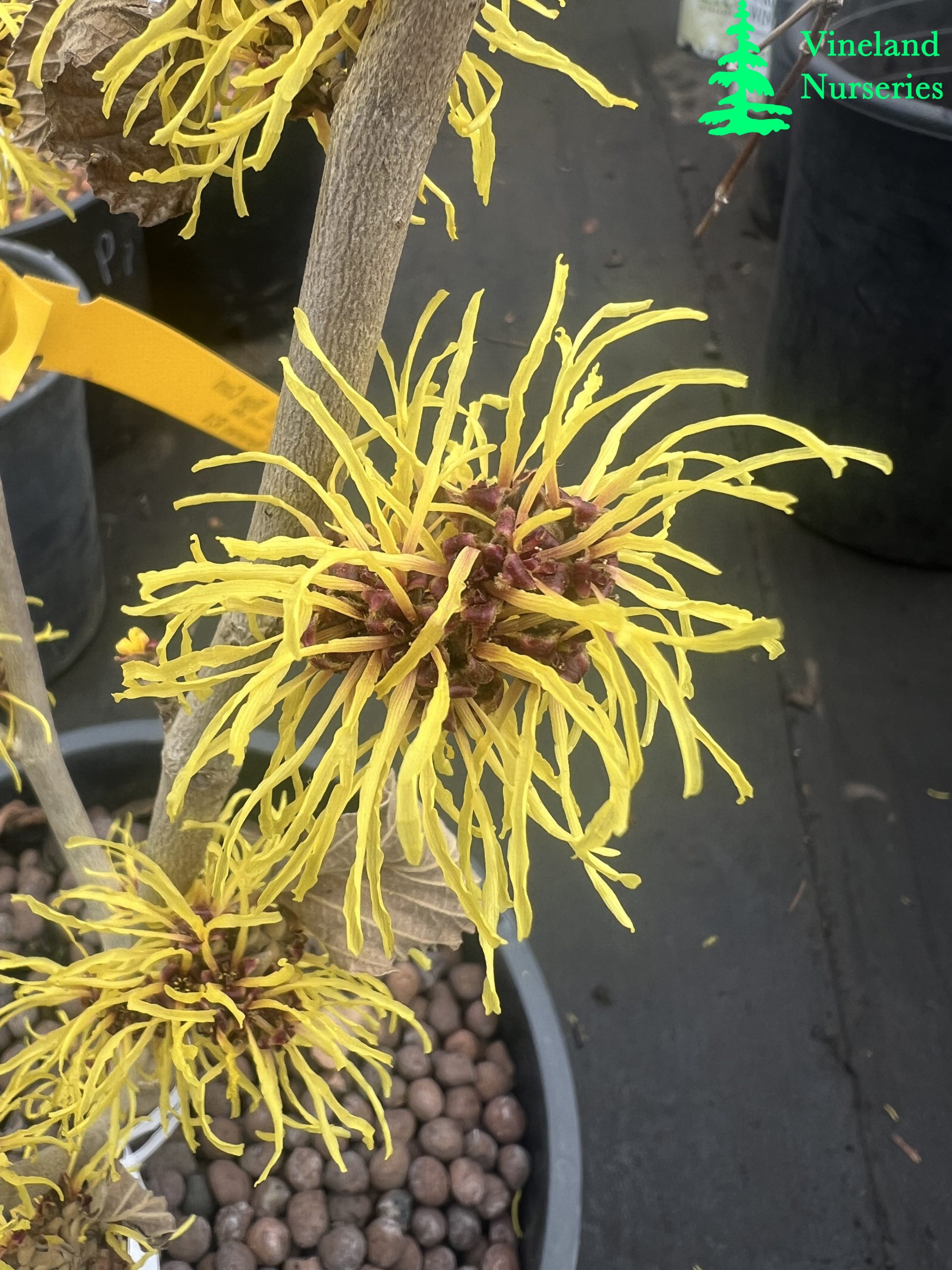 Hamamelis X Intermedia Ripe Corn 2
