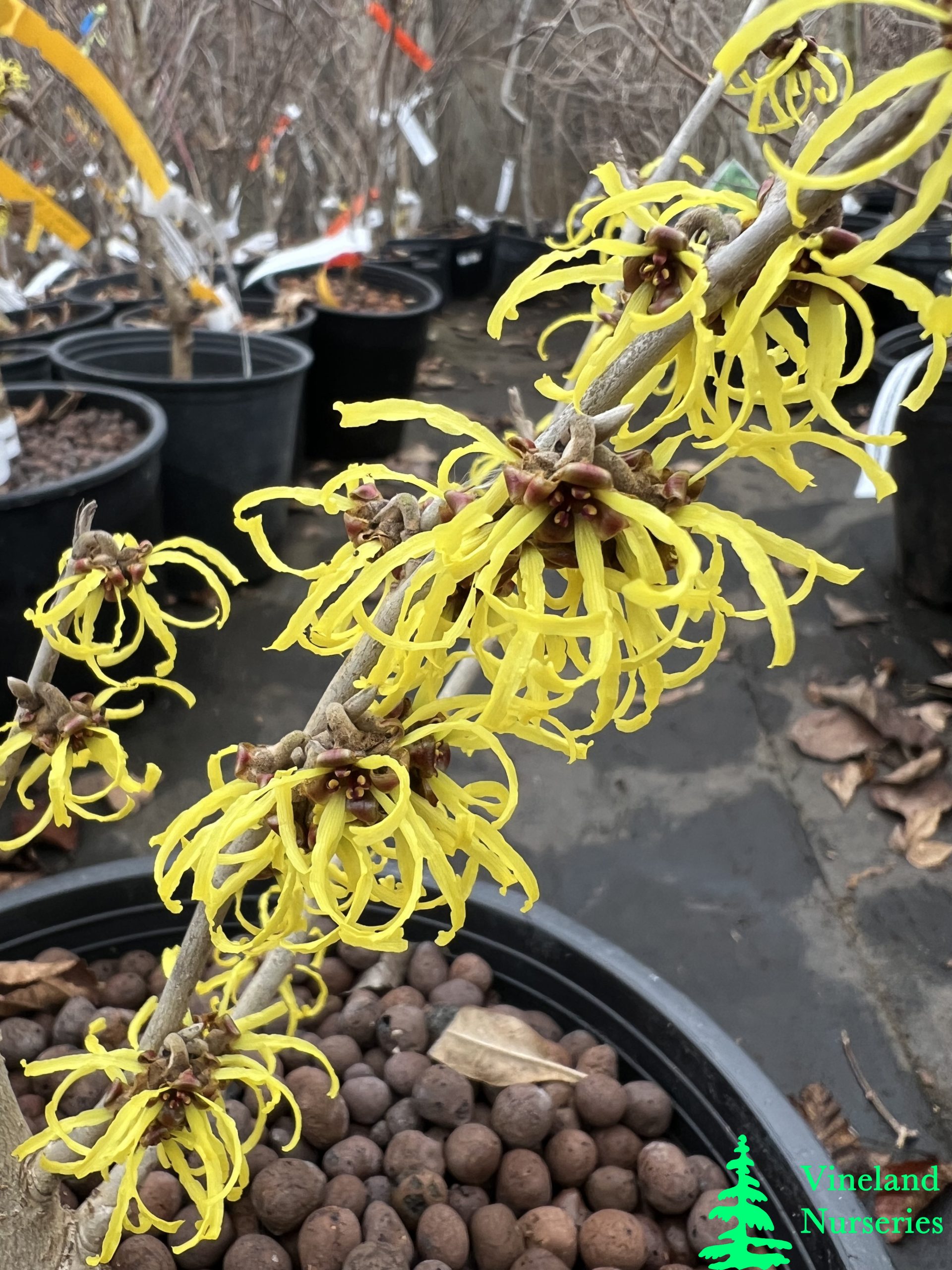Hamamelis X Intermedia Savill Starlight
