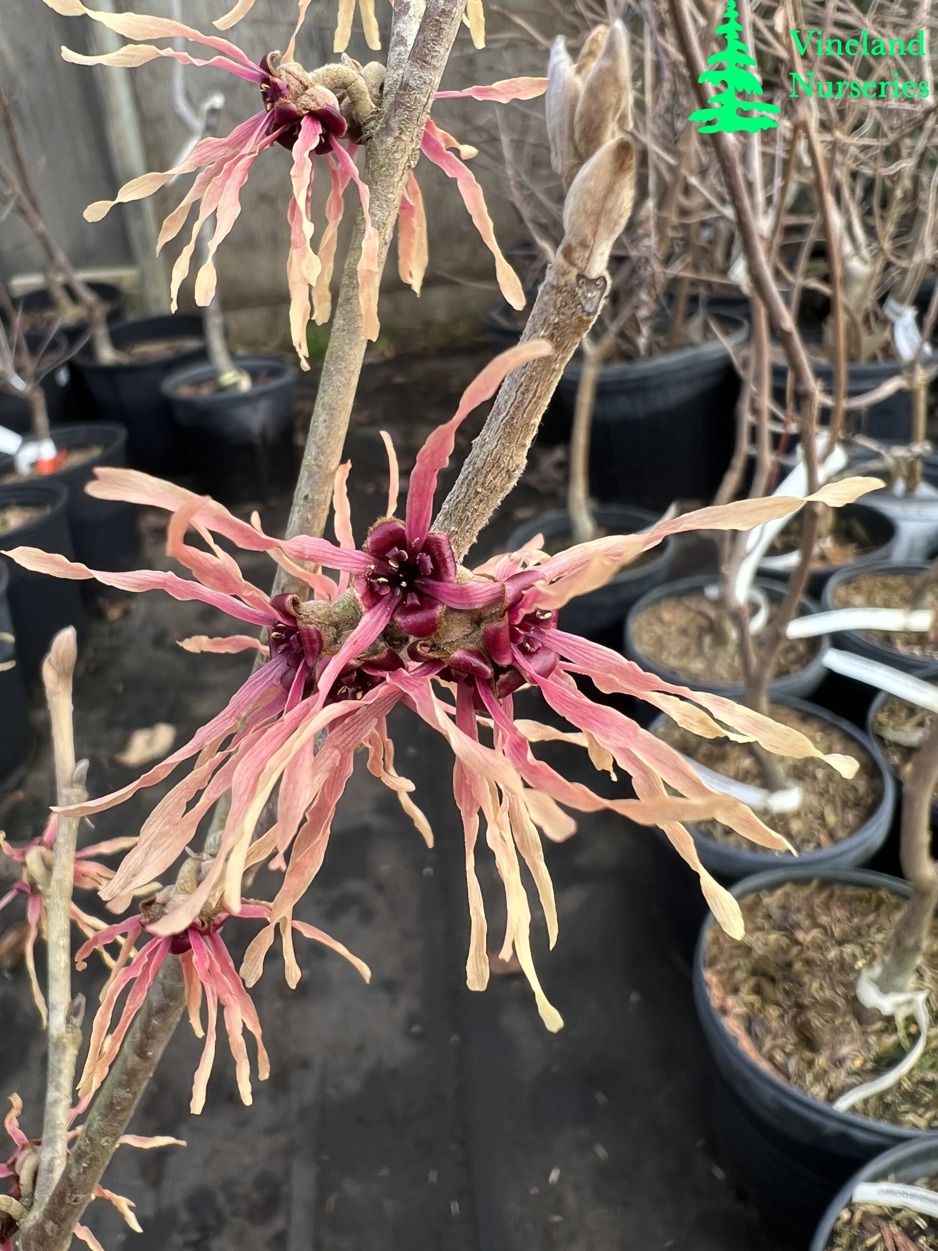 Hamamelis X Intermedia Strawberries And Cream 3