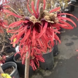 Hamamelis X Intermedia Tosca 2