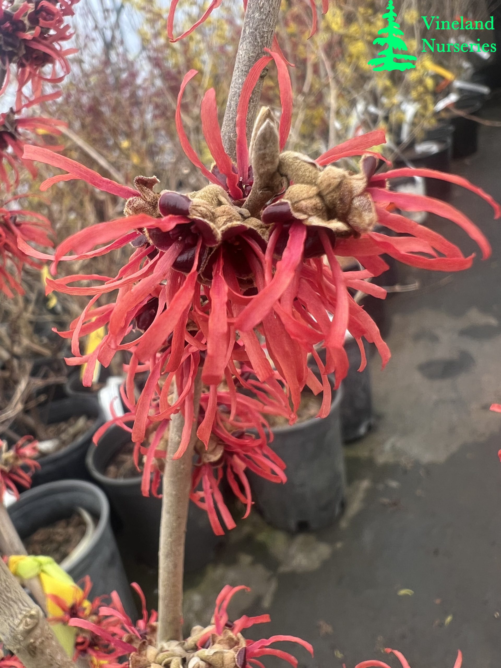Hamamelis X Intermedia Tosca 2