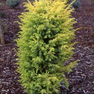Juniperus Communis Gold Cone 1