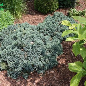Juniperus Squamata Blue Star