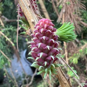 Larix Decidua Varied Directions