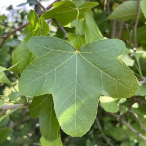 Liquidambar Styraciflua Rotundiloba