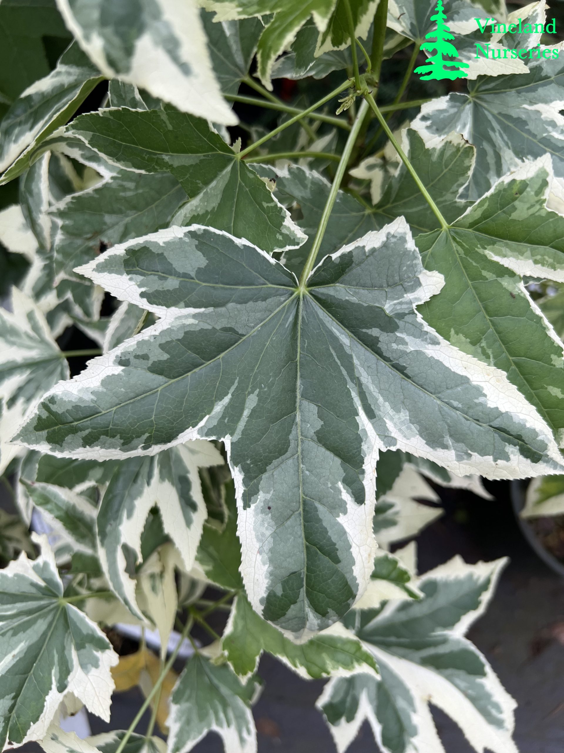 Liquidambar Styraciflua Silver King 1