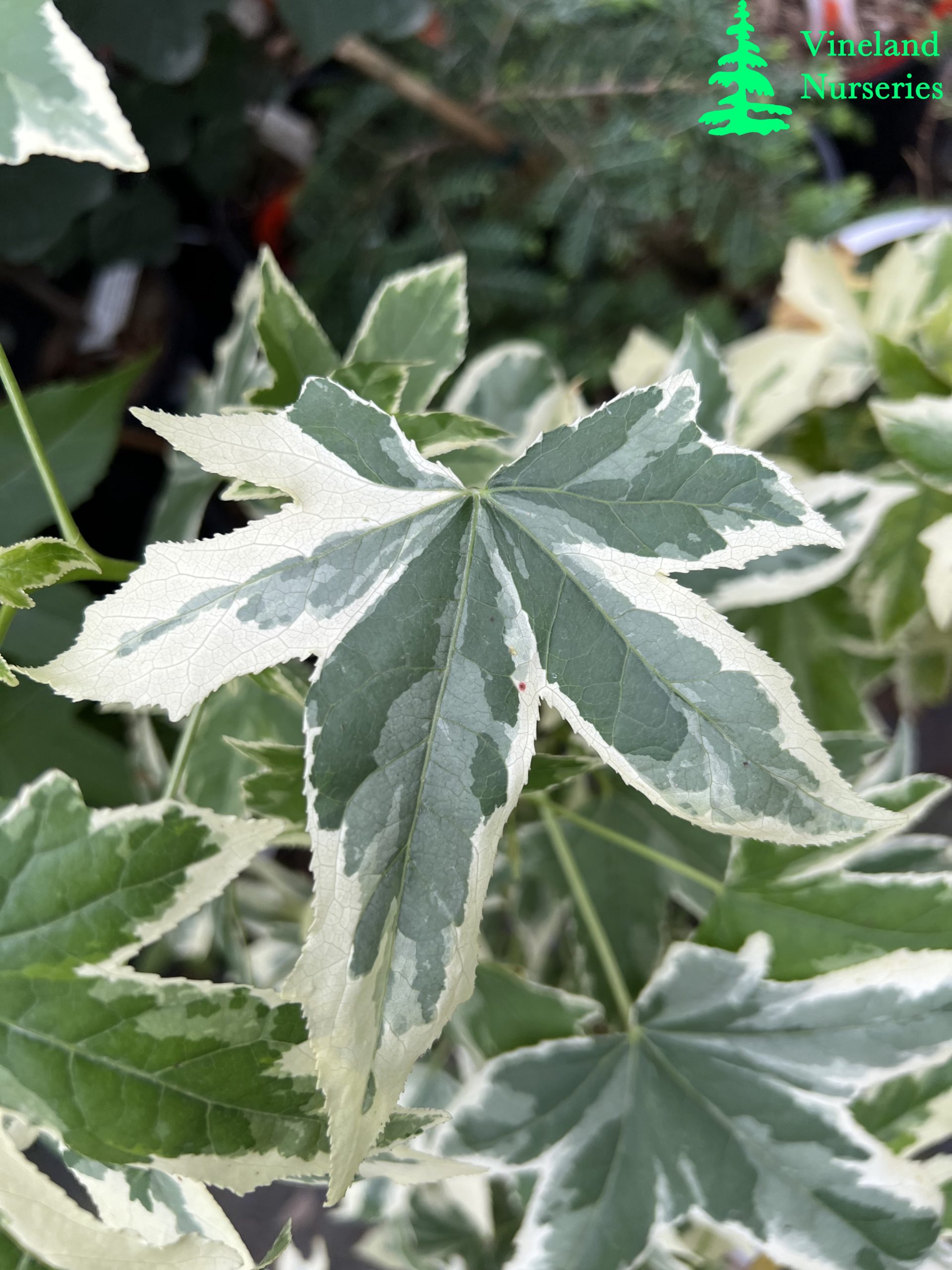 Liquidambar Styraciflua Silver King 2