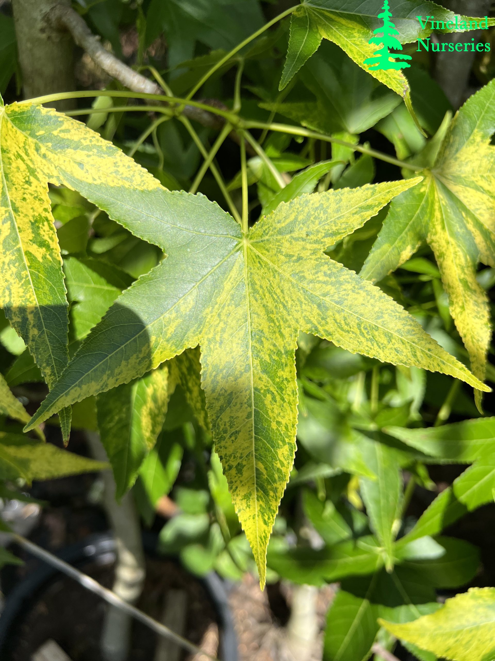 Liquidambar Styraciflua Variegata 1