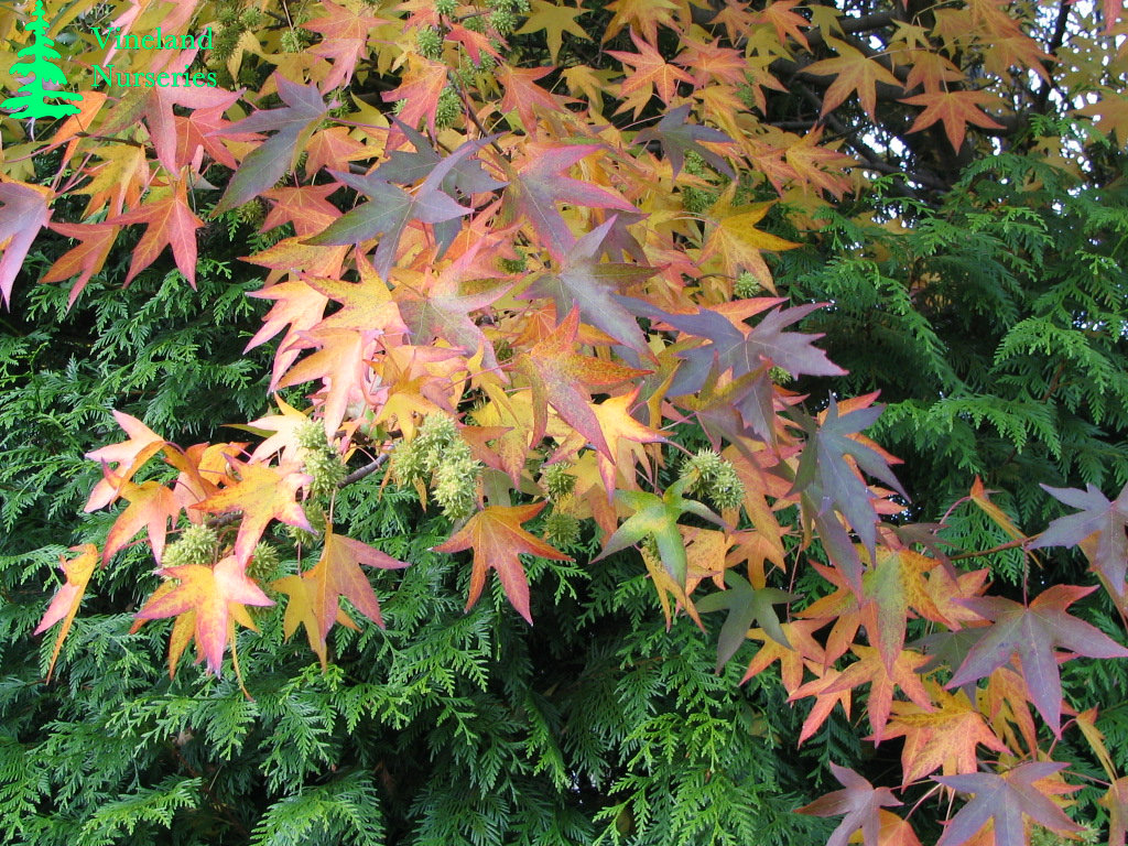 Liquidambar Styraciflua Worplesdon 2
