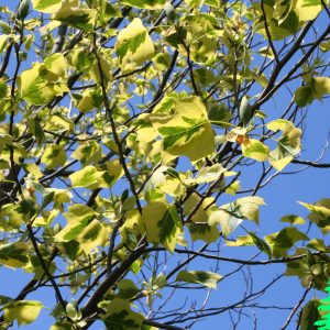 Liriodendron Tulipifera Aureo Variegata