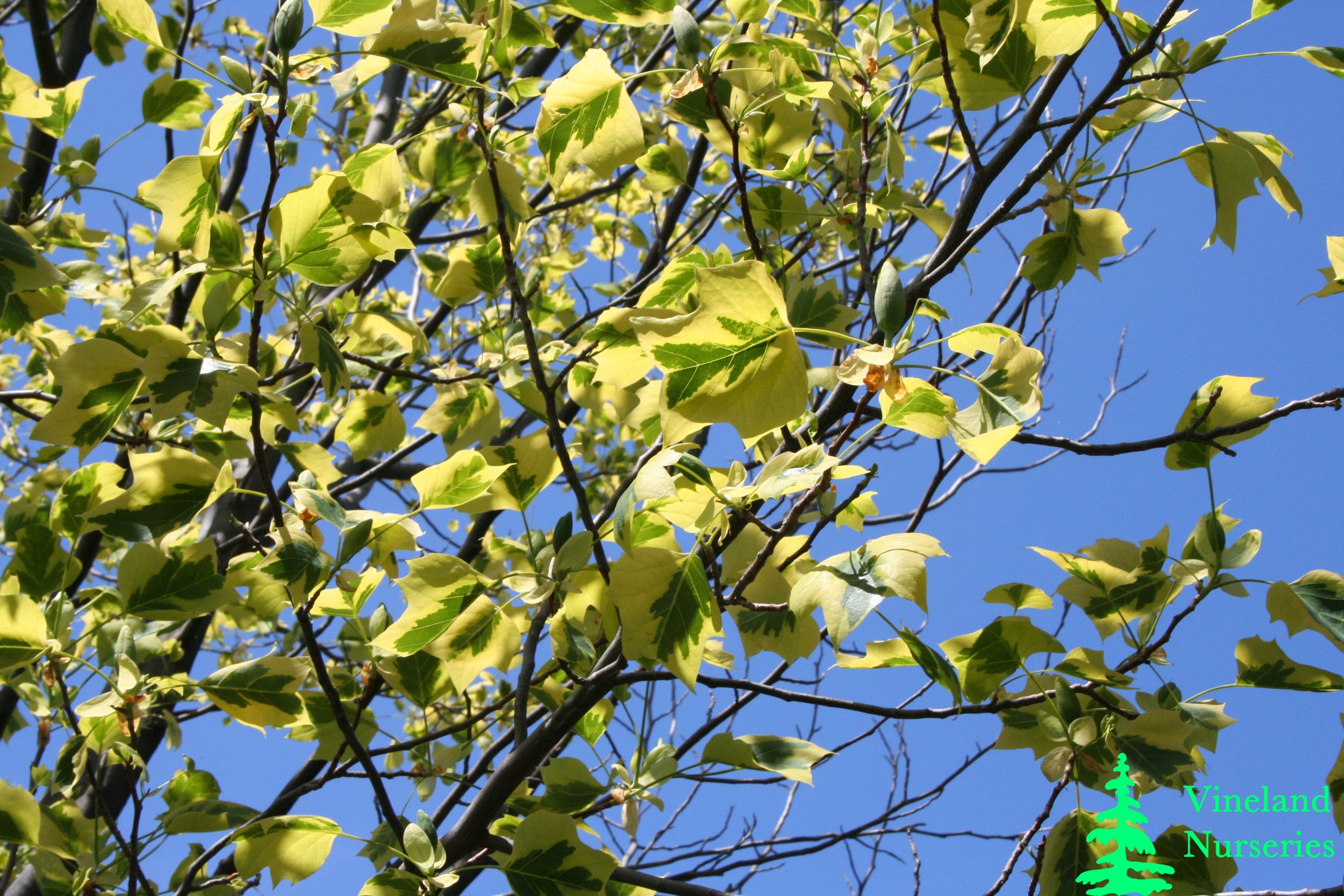 Liriodendron Tulipifera Aureo Variegata