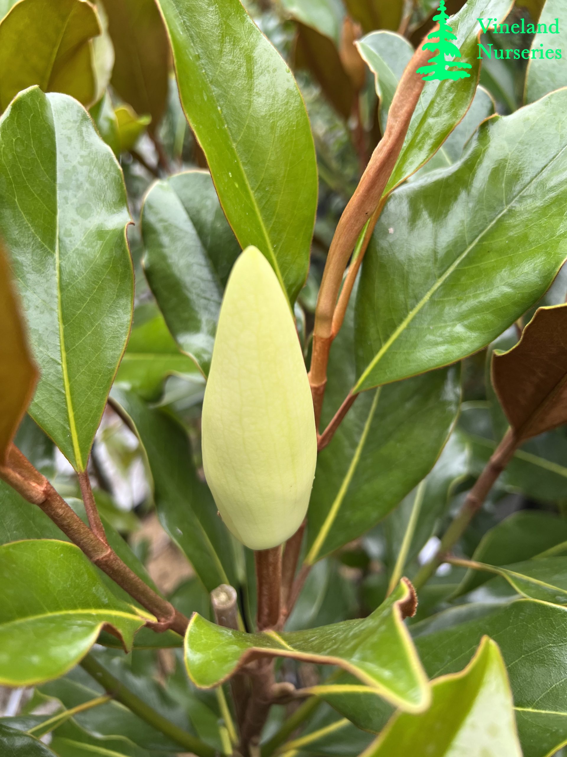 Magnolia Grandiflora Kay Parris 1