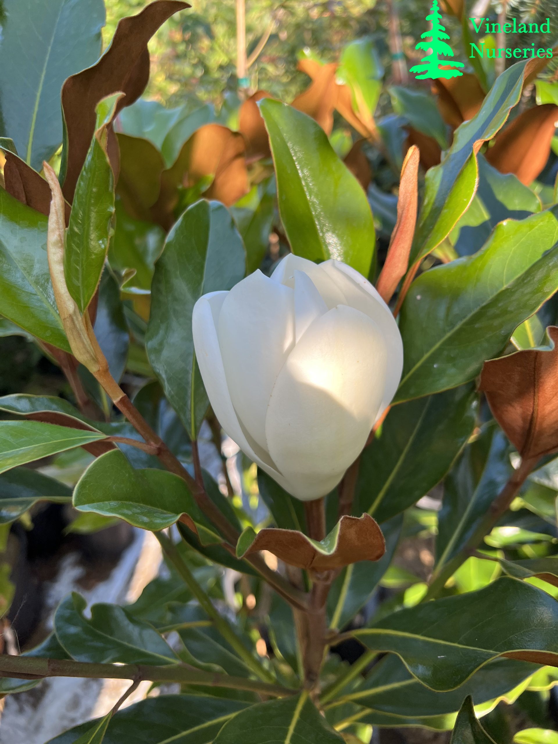 Magnolia Grandiflora Kay Parris 2