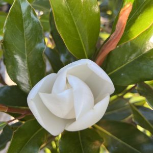 Magnolia Grandiflora Kay Parris 3