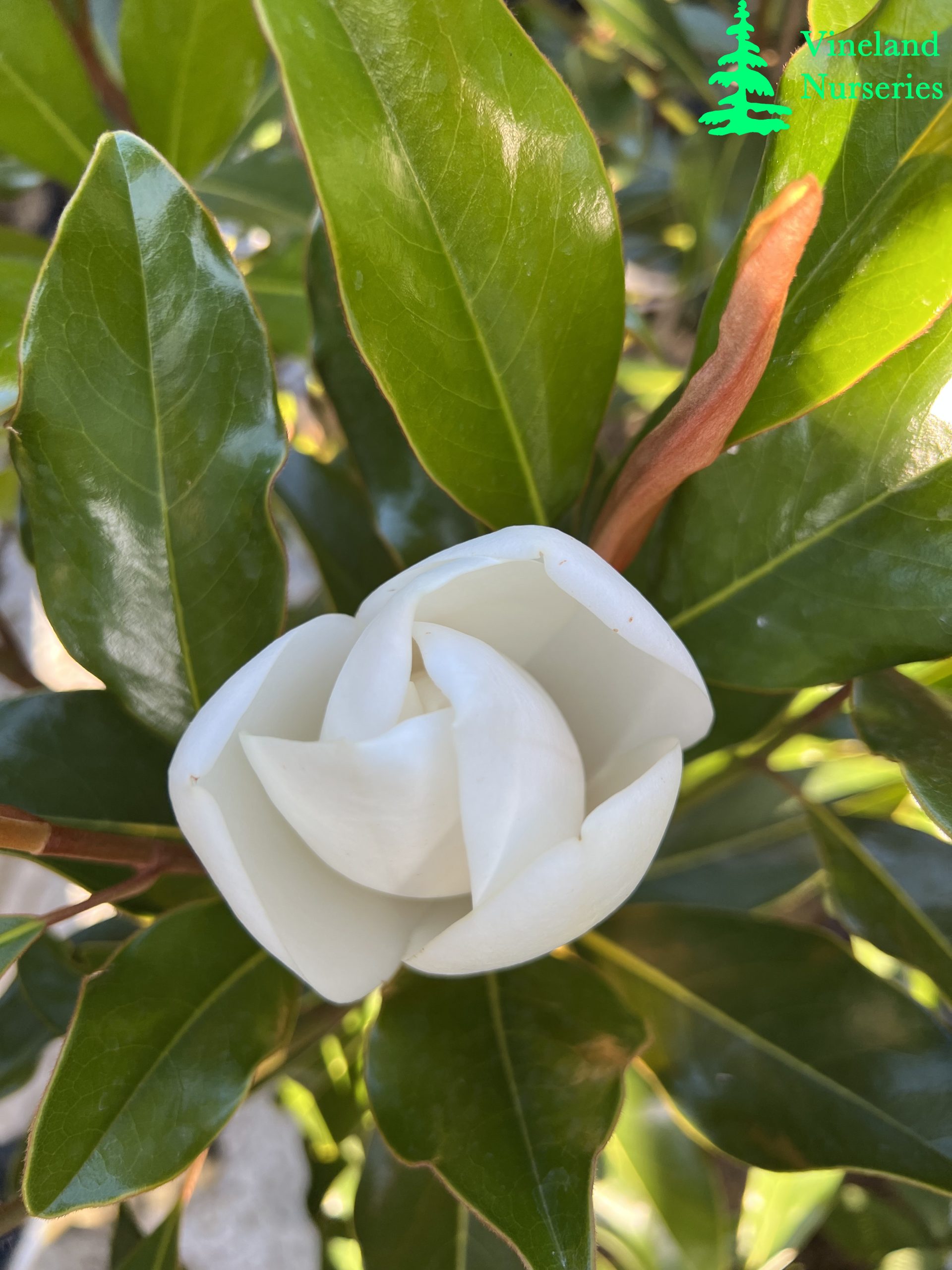 Magnolia Grandiflora Kay Parris 3