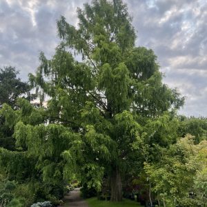 Metasequoia Glyptostroboides 3