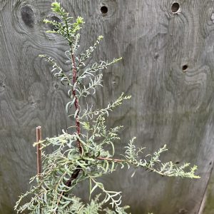 Metasequoia Glyptostroboides Bizzarger
