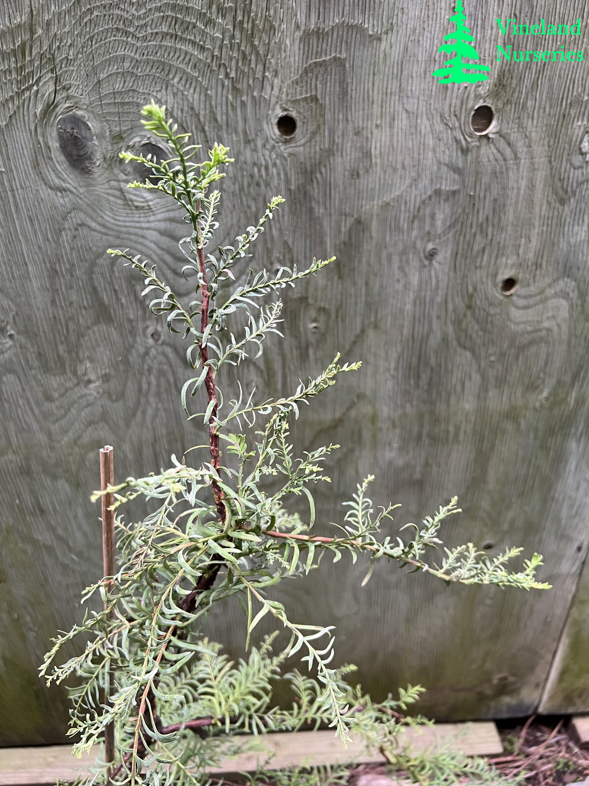 Metasequoia Glyptostroboides Bizzarger