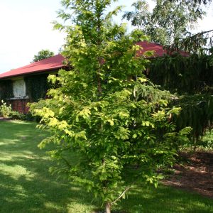 Metasequoia Glyptostroboides Gold Rush 2