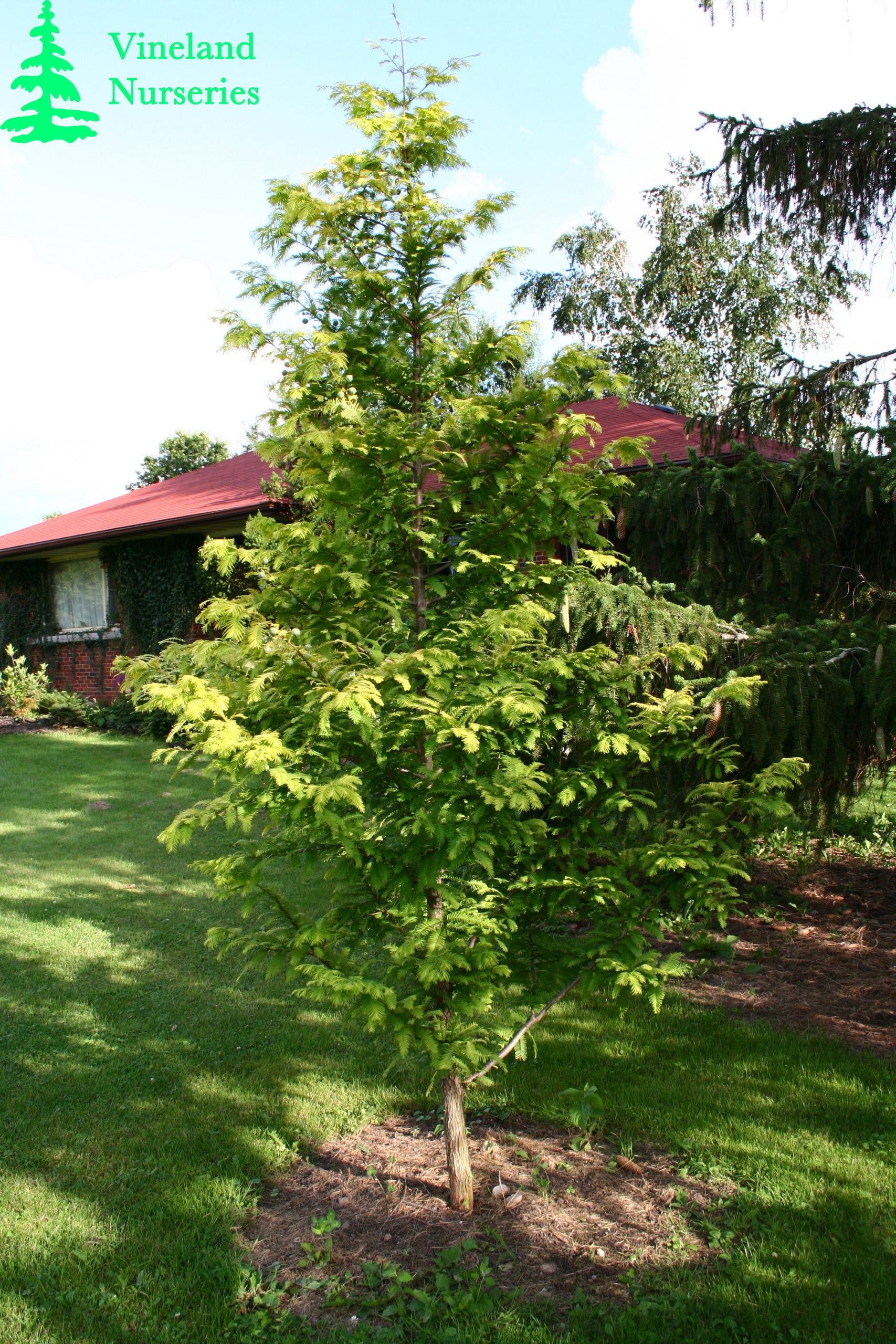 Metasequoia Glyptostroboides Gold Rush 2