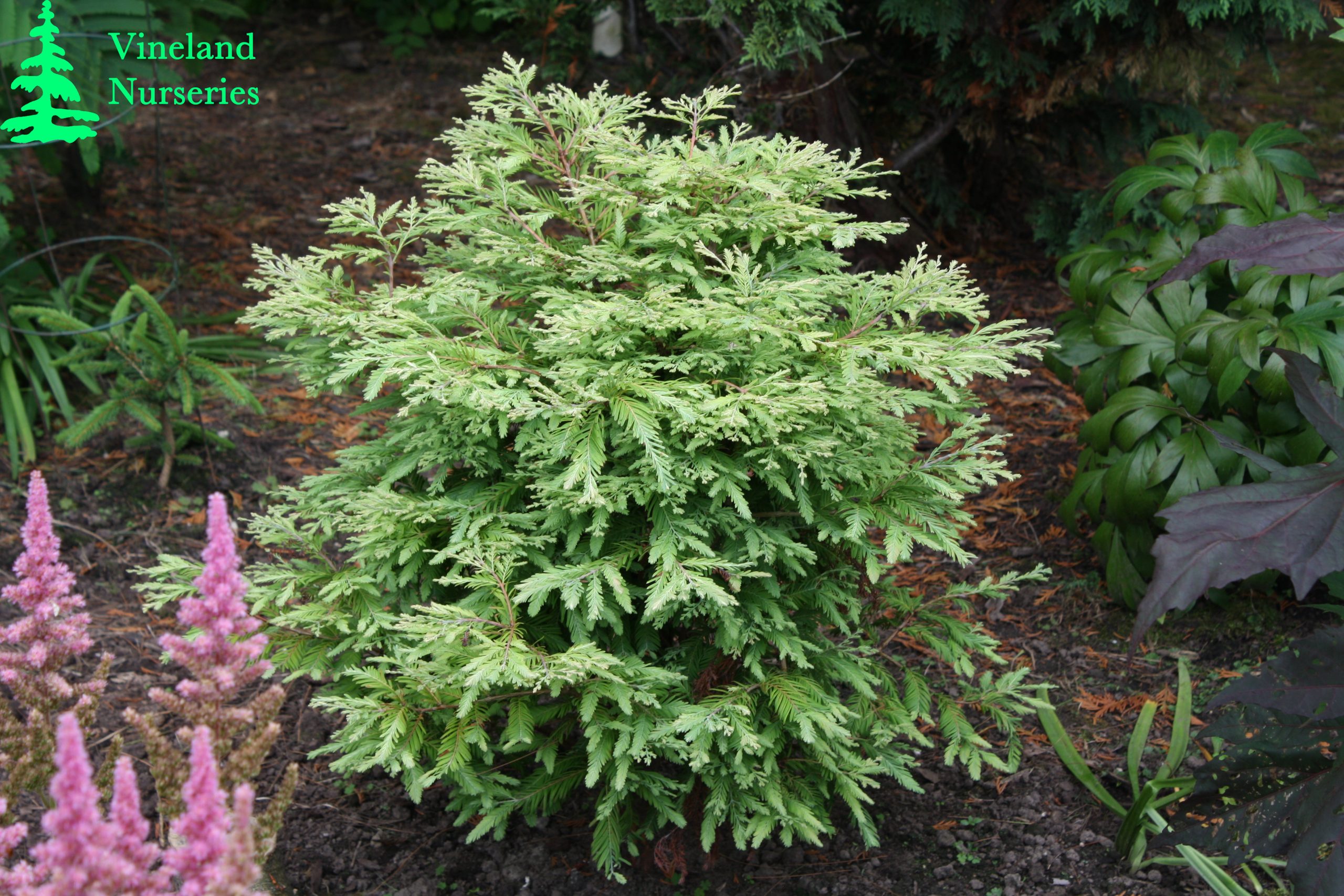 Metasequoia Glyptostroboides North Light