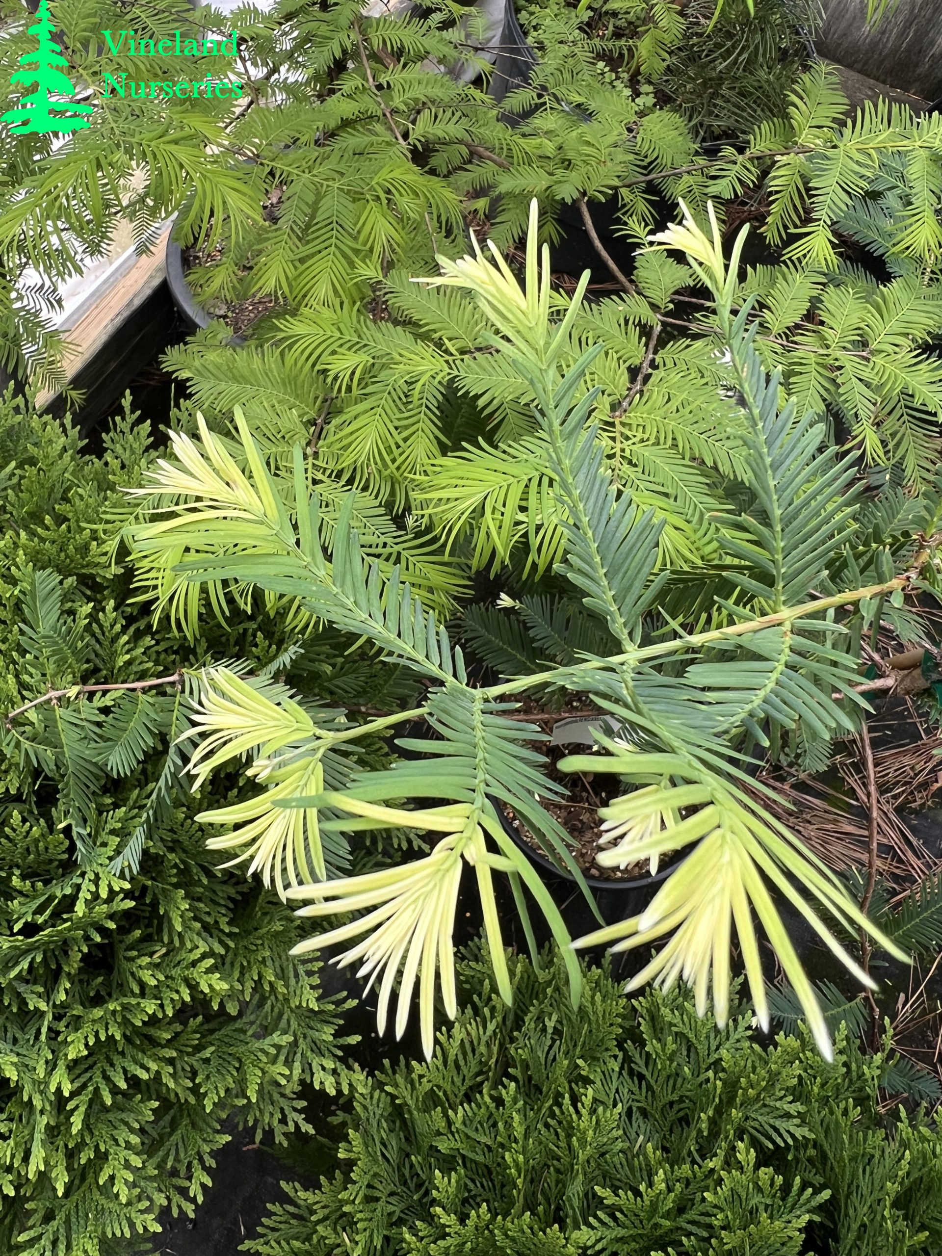 Metasequoia Glyptostroboides Pat Mccracken