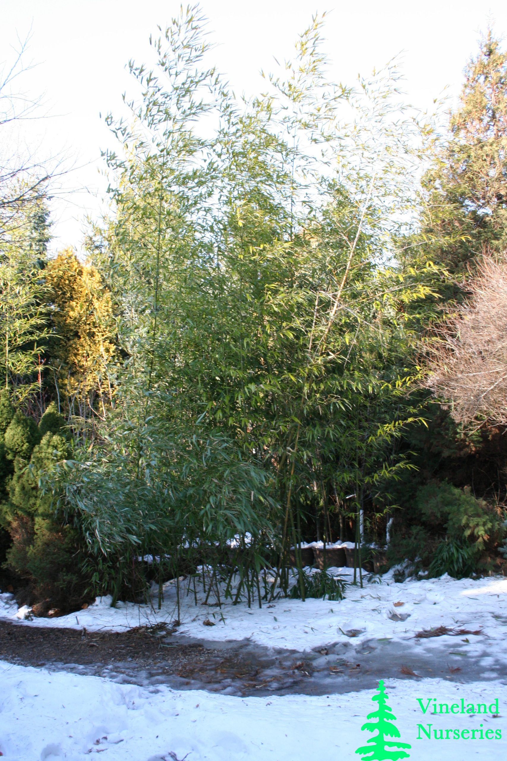 Phyllostachys Bambusoides 1