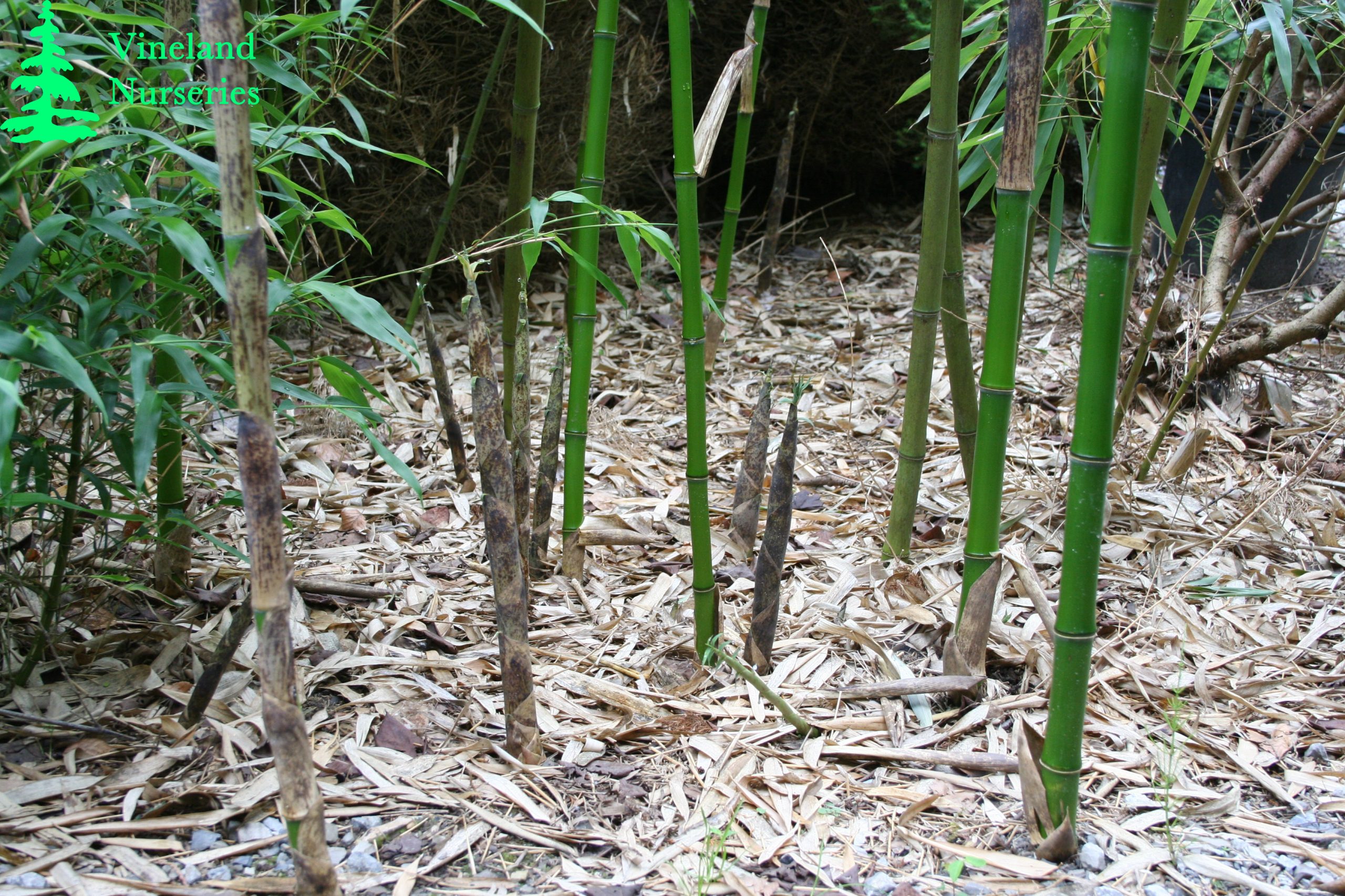 Phyllostachys Bambusoides 2