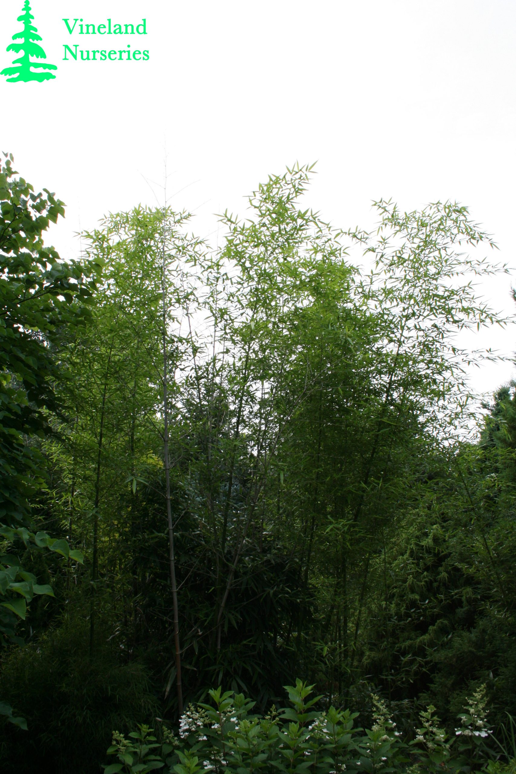 Phyllostachys Bambusoides 3