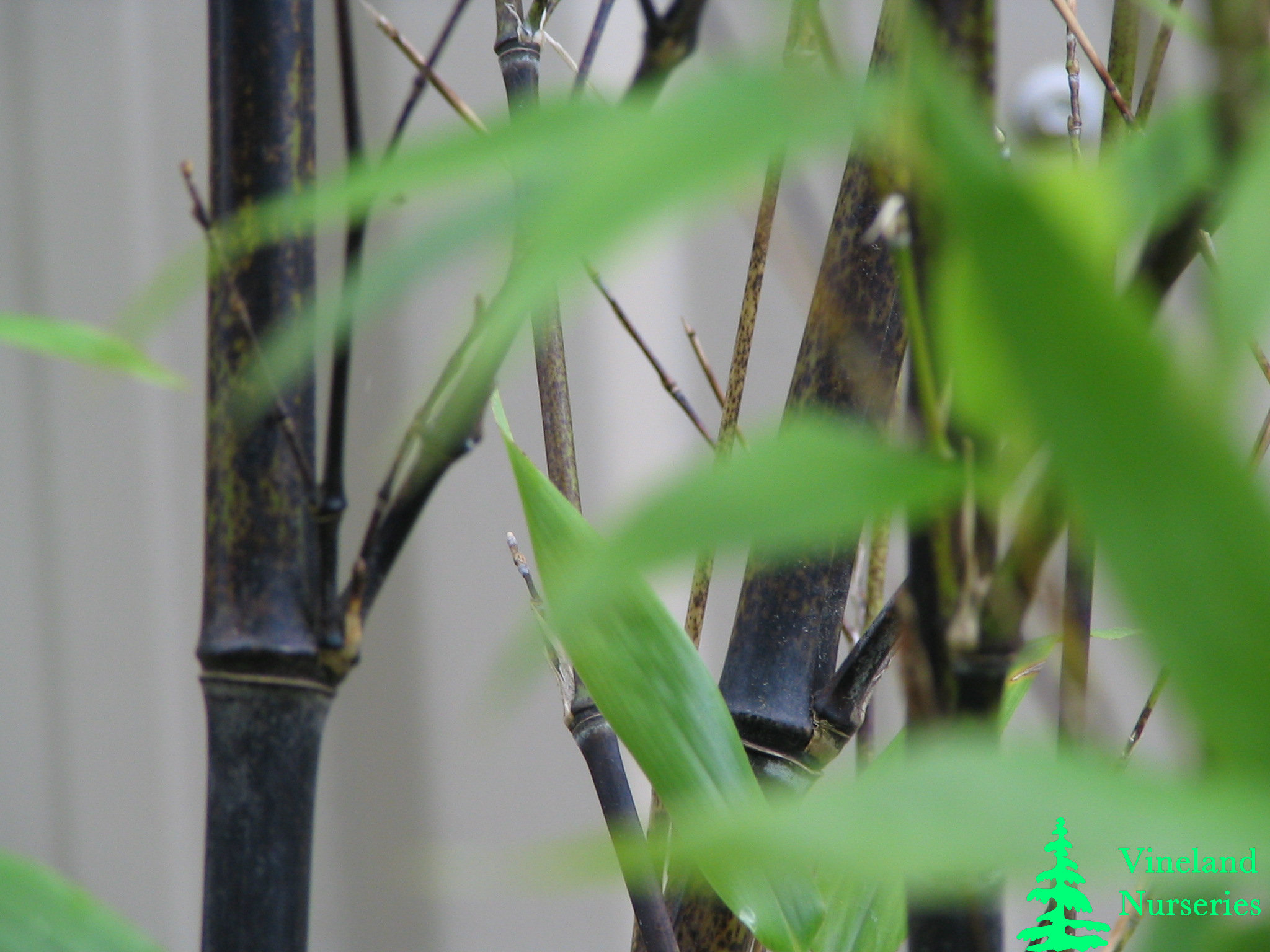 Phyllostachys Nigra 2