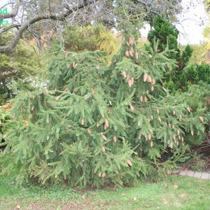 Picea Abies Acrocona