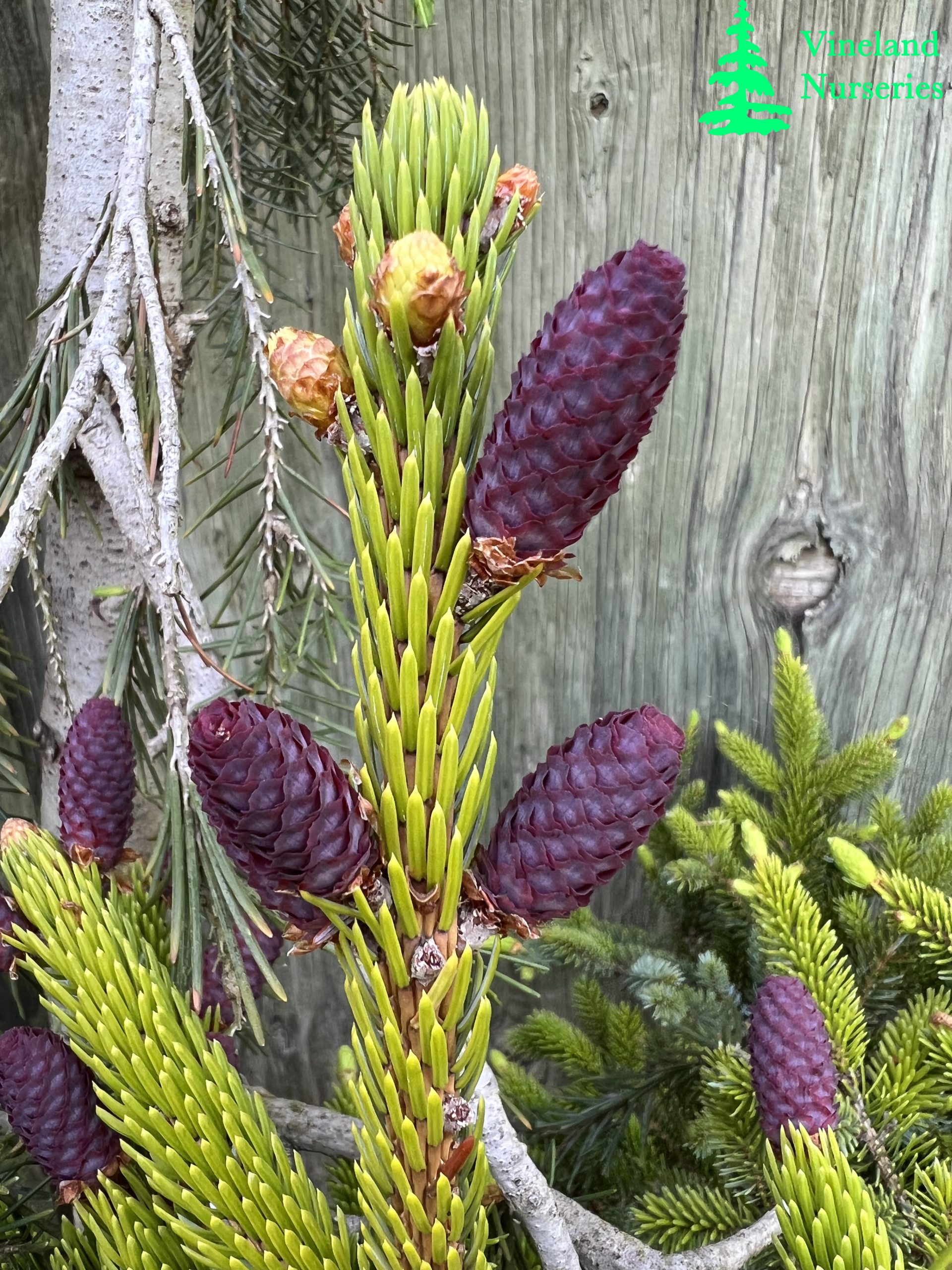 Picea Bicolor Howell's Dwarf