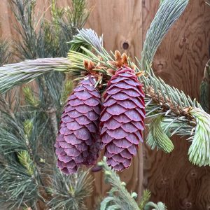 Picea Engelmannii Blue Magoo