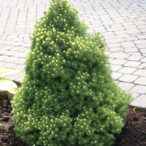 Picea Glauca Rainbow's End