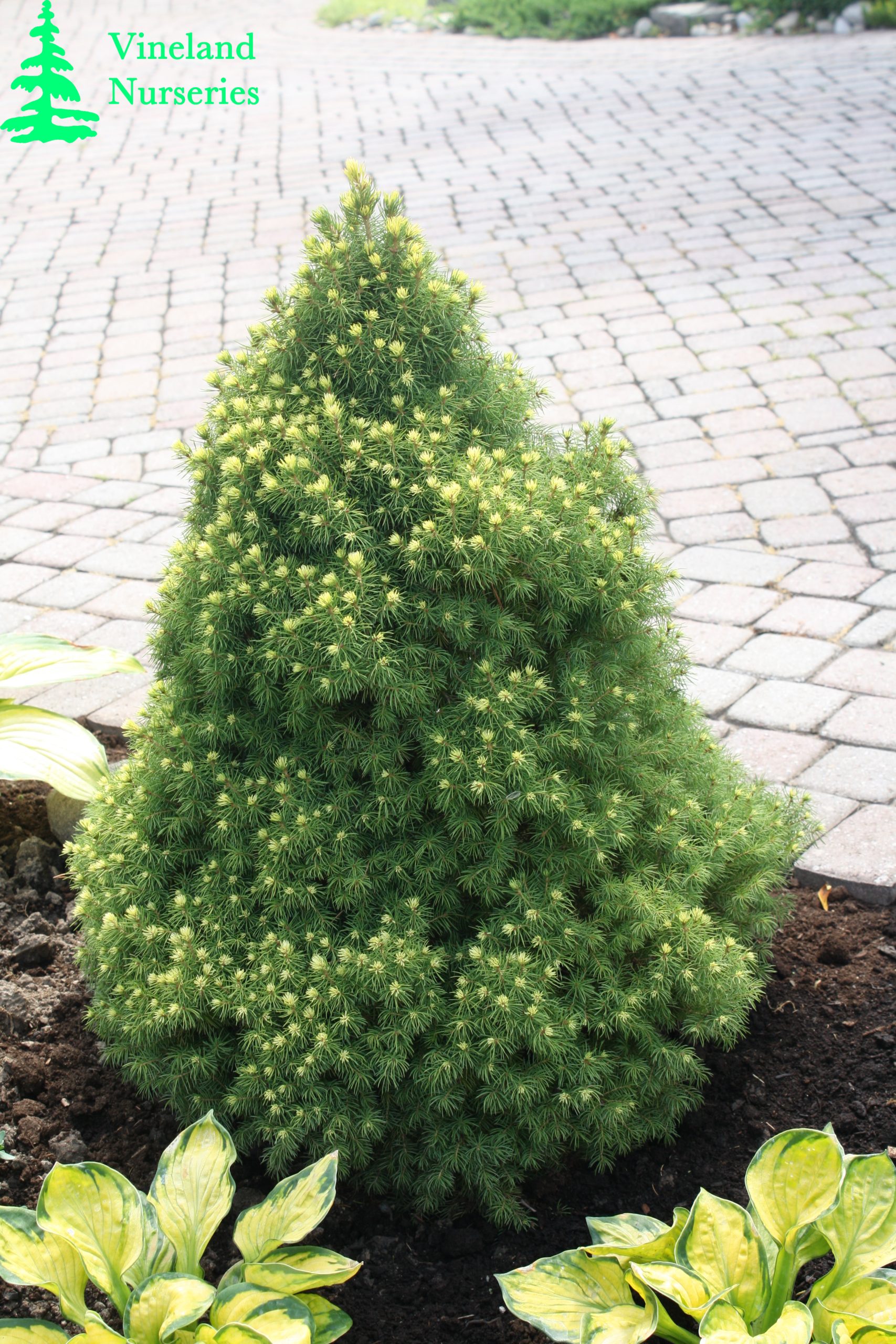 Picea Glauca Rainbow's End