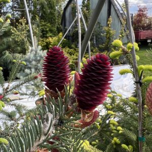 Picea Polita