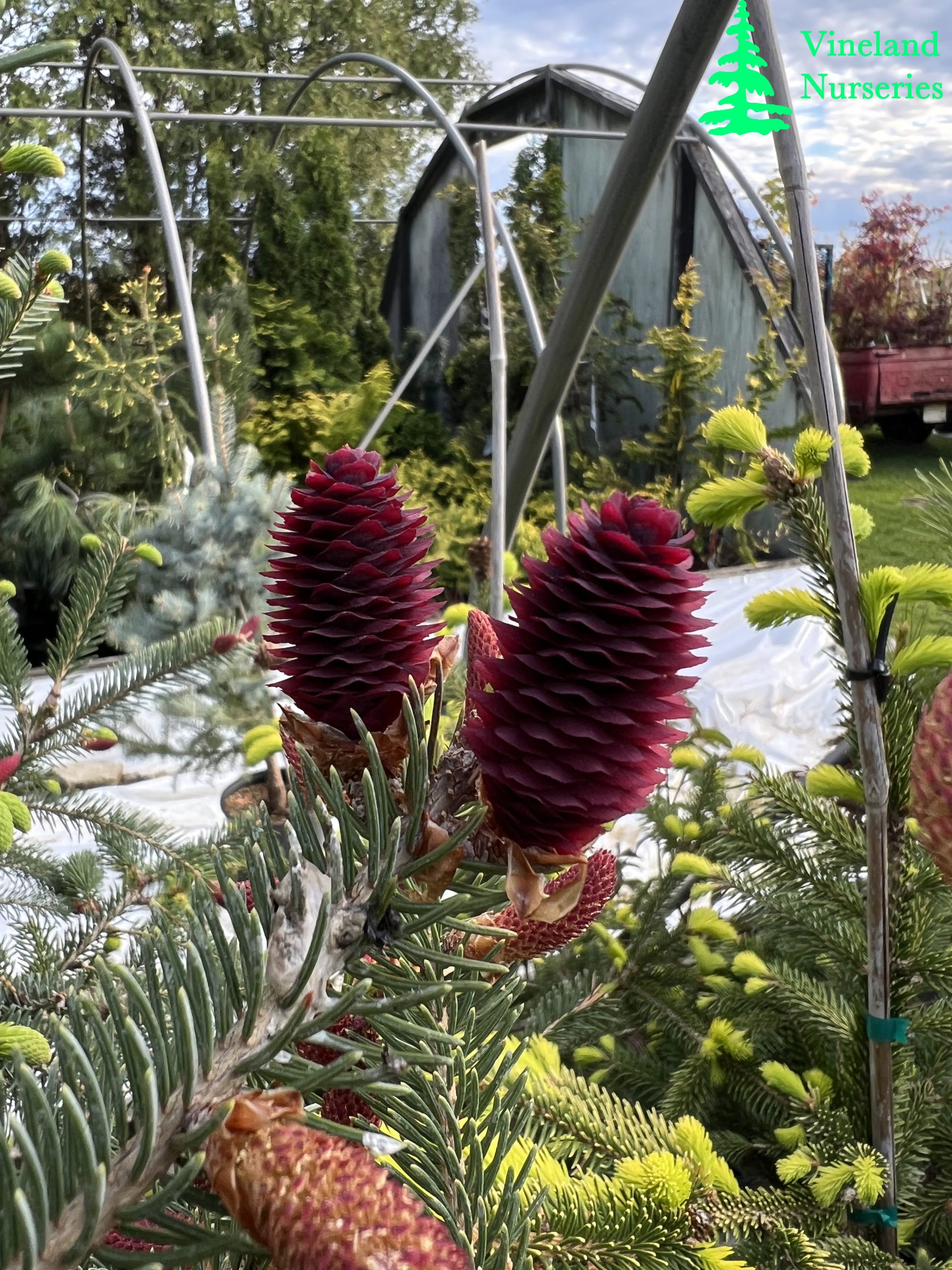 Picea Polita