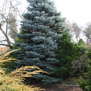Picea Pungens Glauca Montgomery
