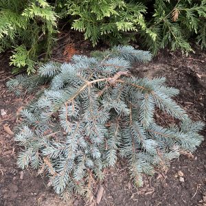 Picea Pungens Glauca Procumbens