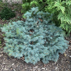 Picea Pungens Pin Cushion
