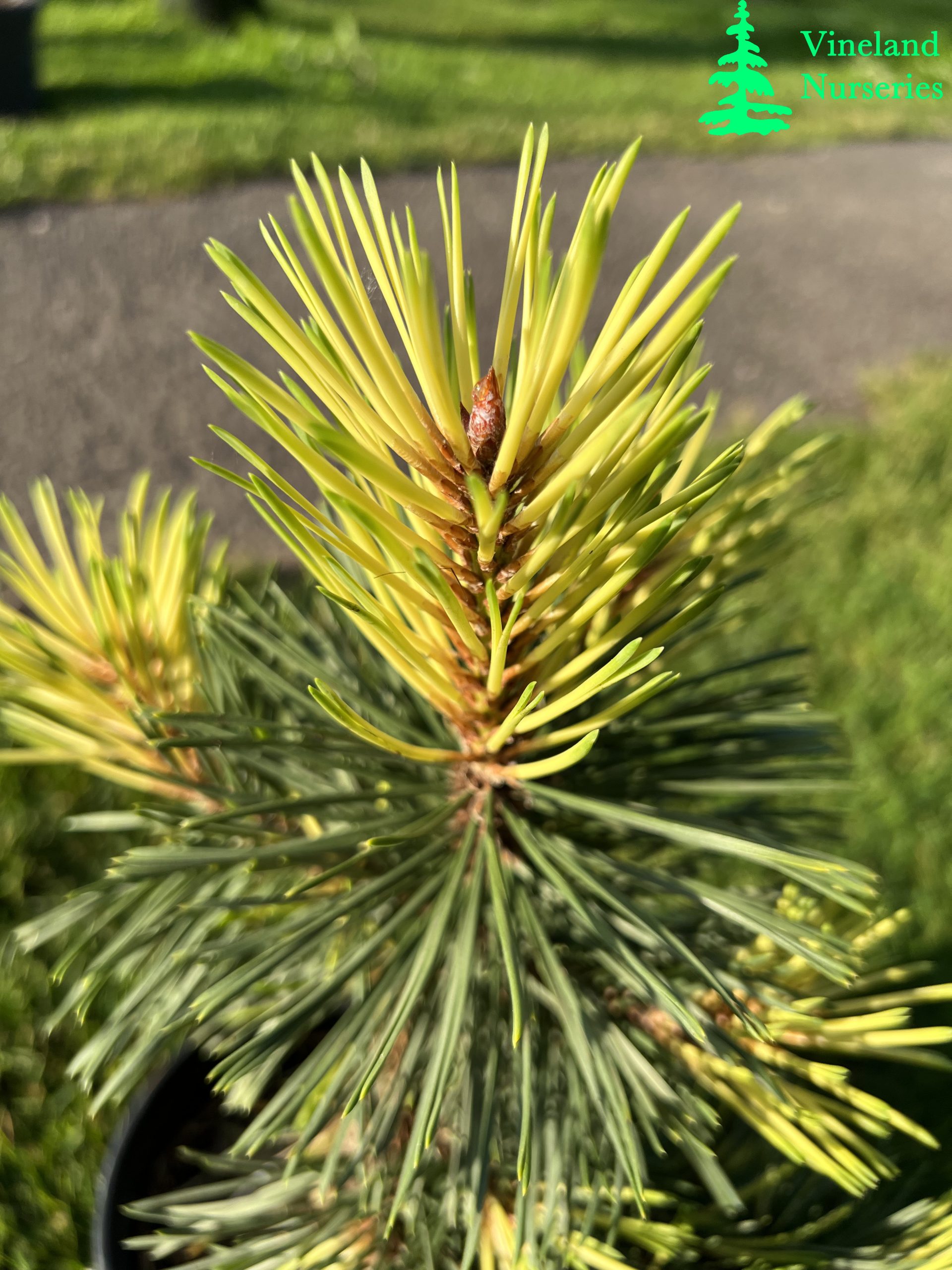 Pinus Contorta Taylor's Sunburst 1