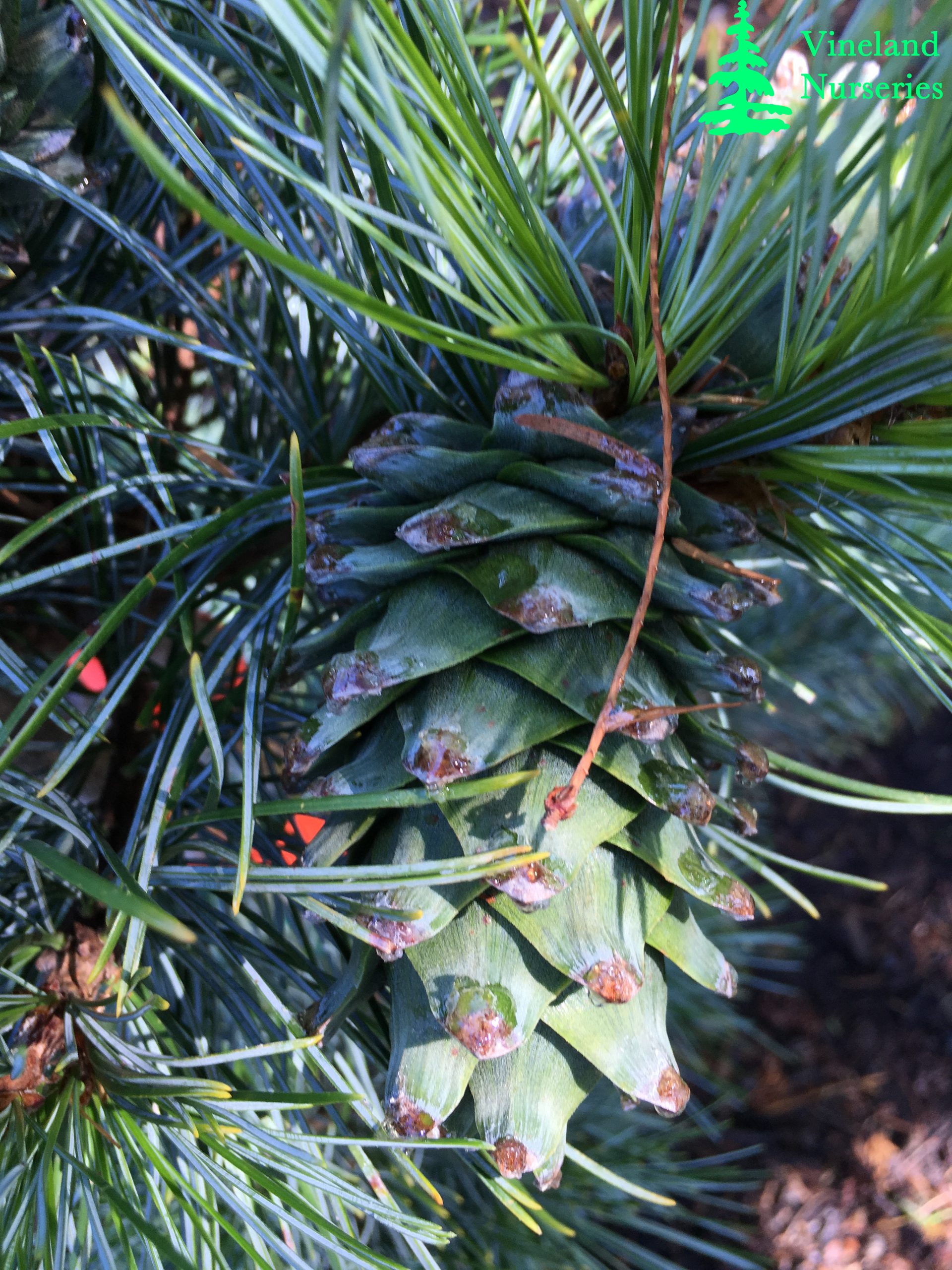 Pinus Koraiensis Glauca 1