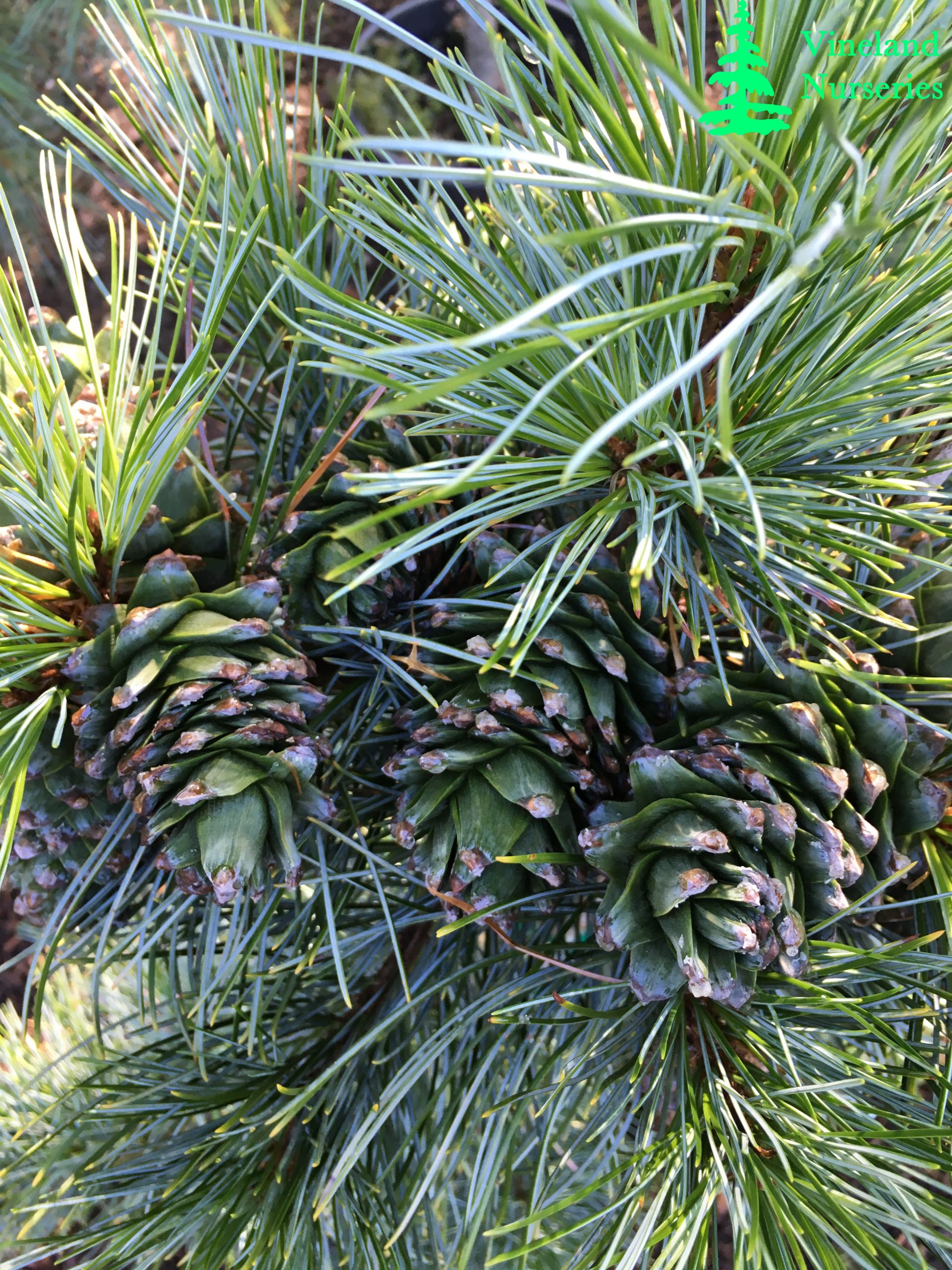 Pinus Koraiensis Glauca 2