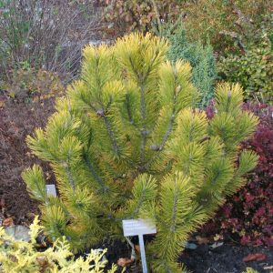 Pinus Mugo Aurea Fastigiata