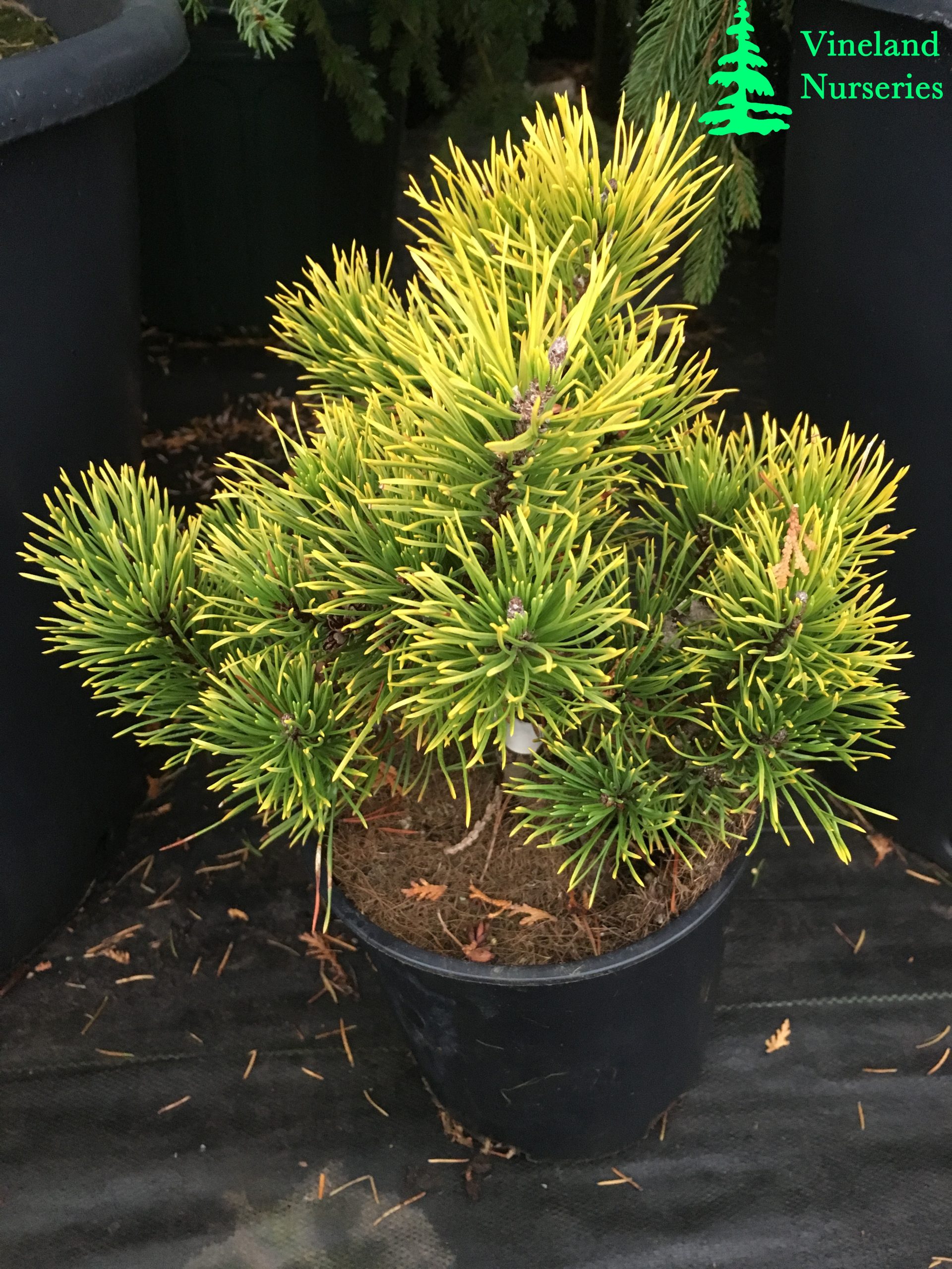 Pinus Mugo Carsten's Wintergold