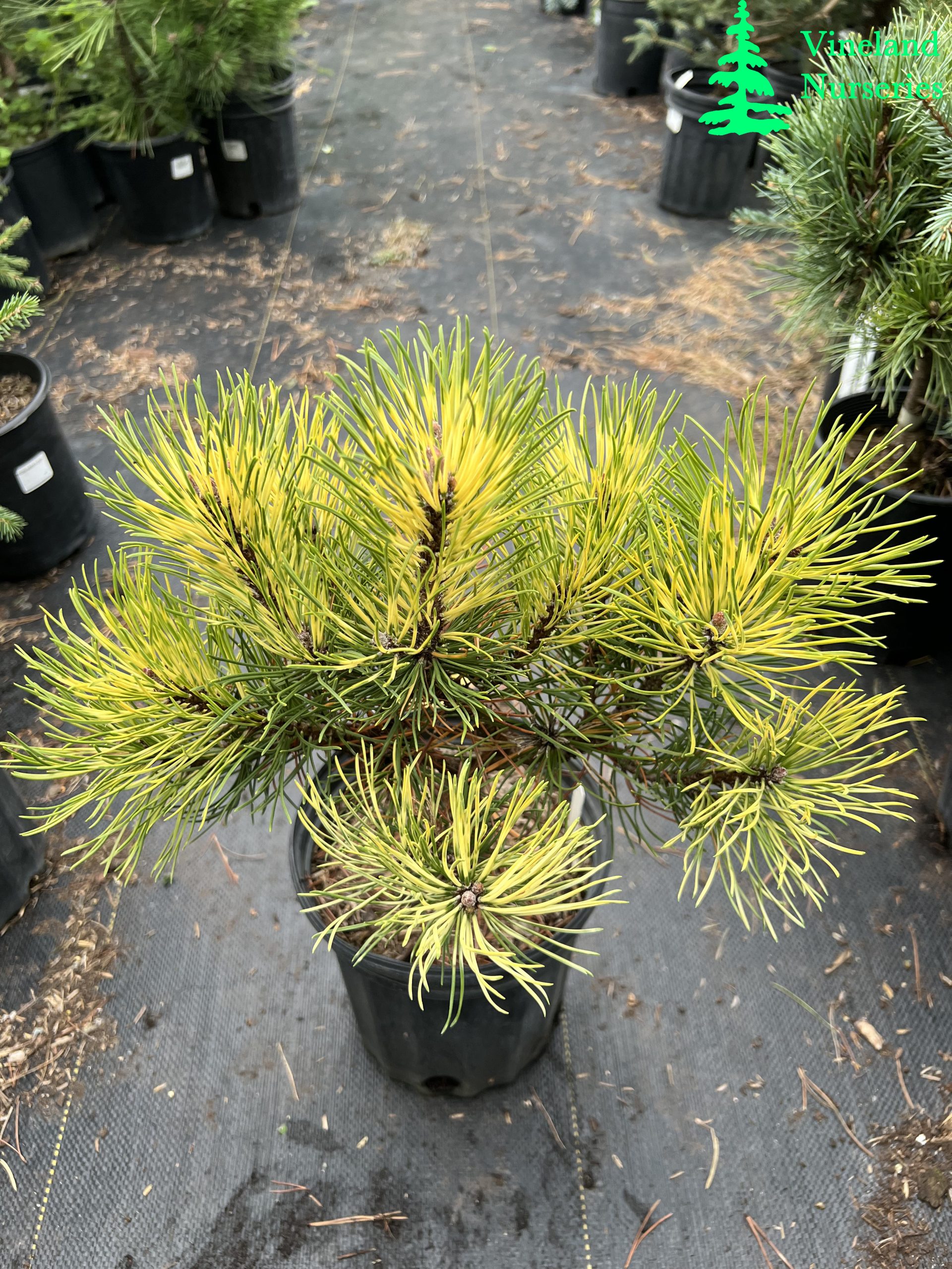 Pinus Mugo Sunshine 2